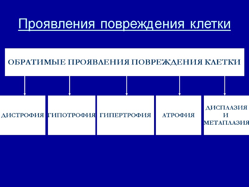 Проявления повреждения клетки ОБРАТИМЫЕ ПРОЯВЛЕНИЯ ПОВРЕЖДЕНИЯ КЛЕТКИ ДИСТРОФИЯ ГИПОТРОФИЯ ГИПЕРТРОФИЯ АТРОФИЯ ДИСПЛАЗИЯ И 